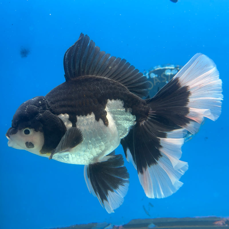 Thai Oranda Orchid Tail Panda 4.5” Male(BIN-CK-1068)SHOWTANK2