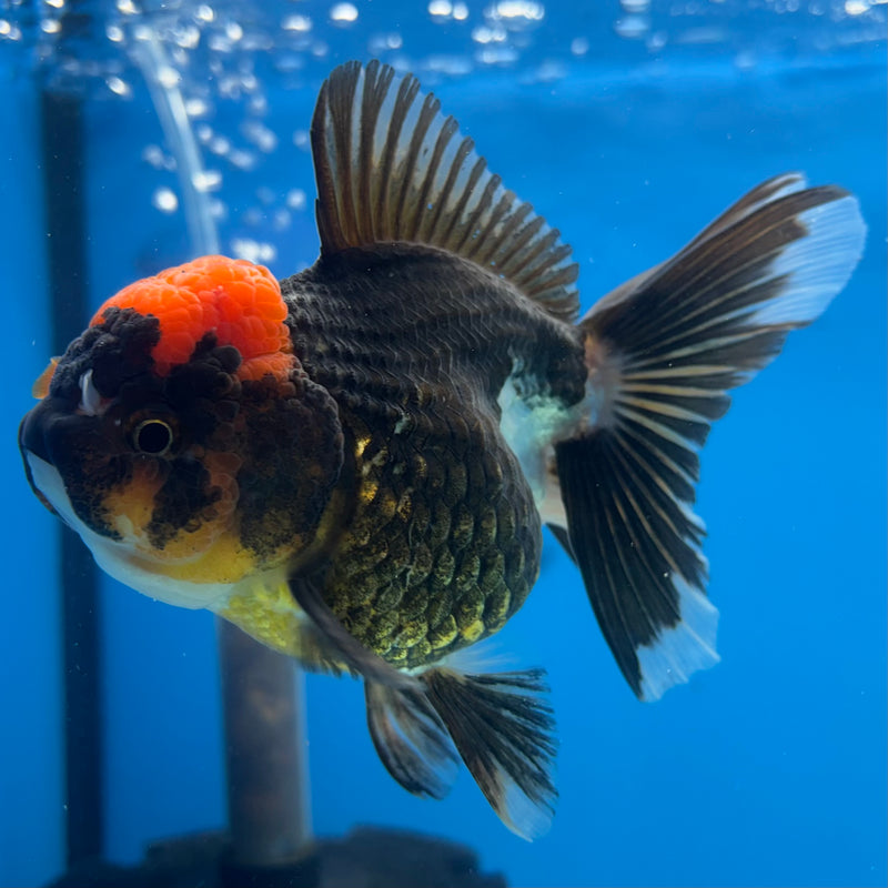 Thai Oranda Tri-Color/Apache RARE FIND 3.5” Body Female(CK-924)R1BLUETUB4