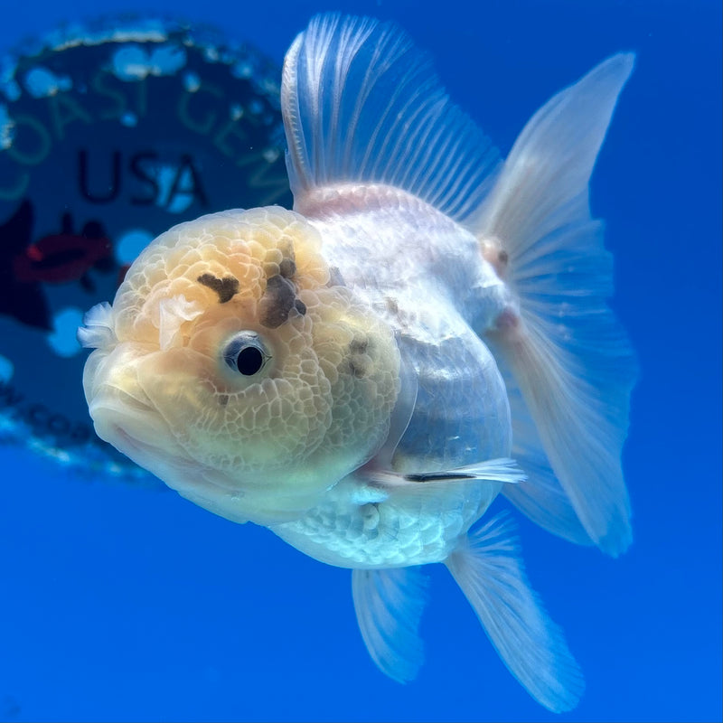 Thai Oranda White/Panda 3” Body Female(CK-984)R3B08