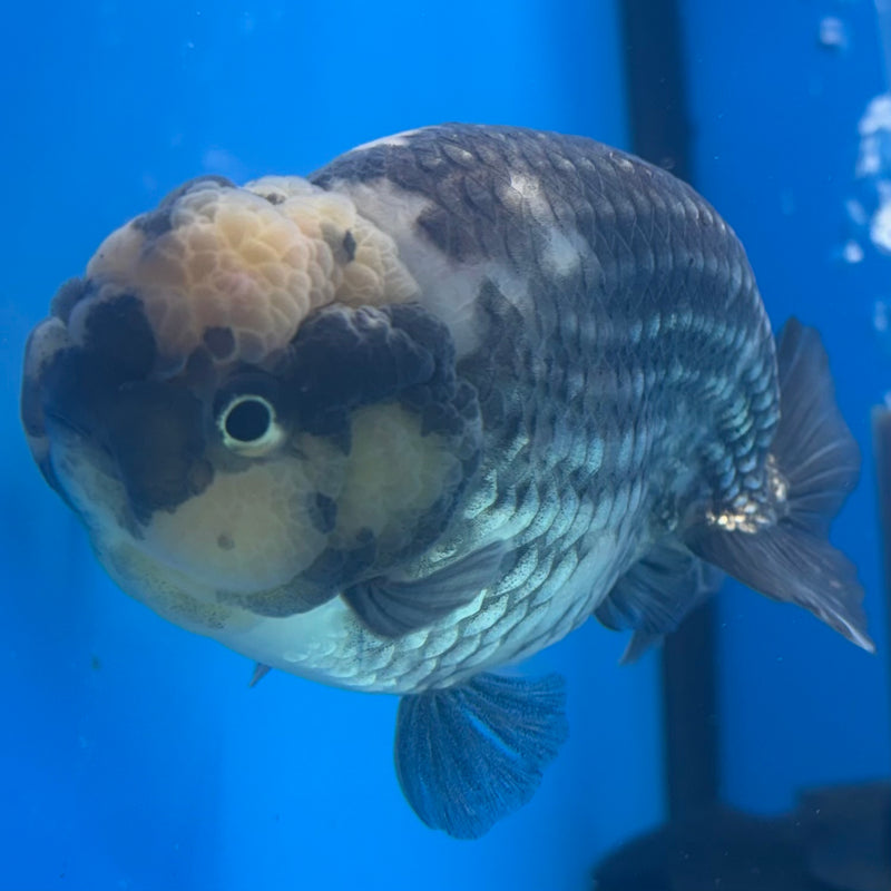Thai Ranchu Dark Calico 3.5" Body Male(CK-892)R1A11