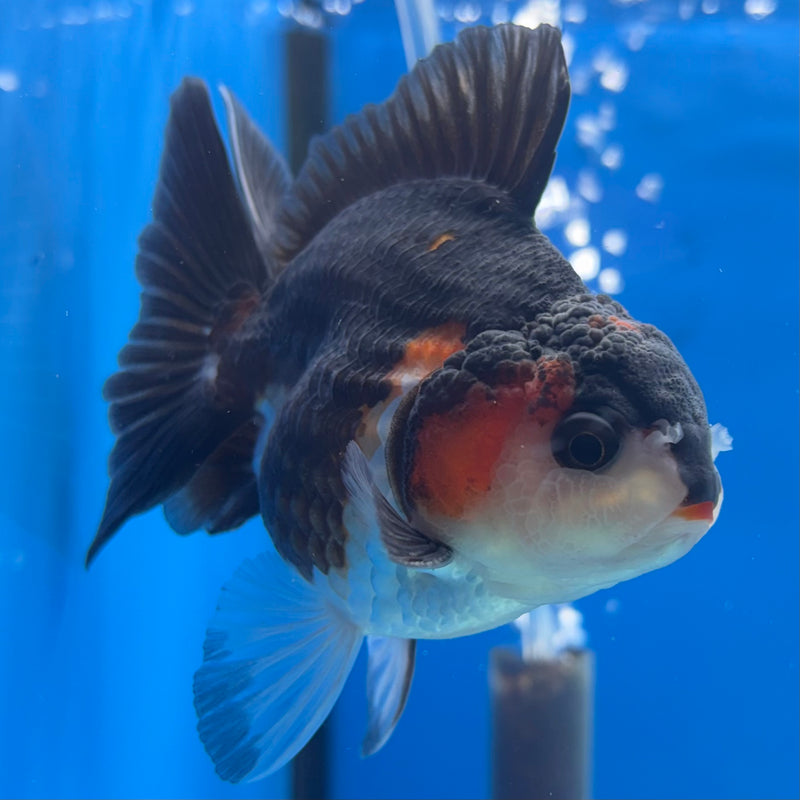 Thai Oranda NOK Apache/Tri-Color 3” Body Male(NOK-CK-1172)R3B18