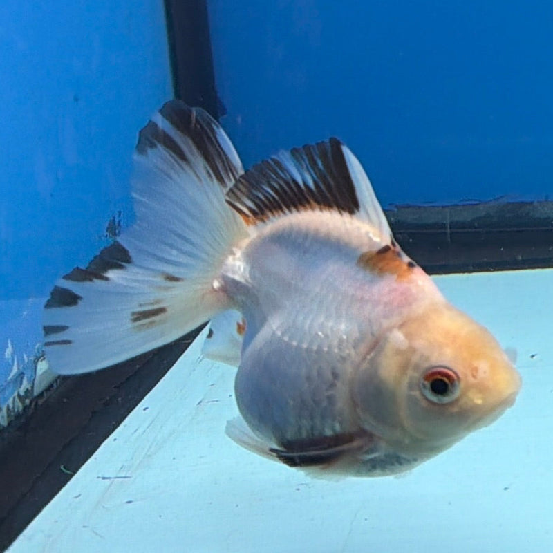 Thai Oranda Lemonhead Tri 3in Male (FEB-299)R2B06
