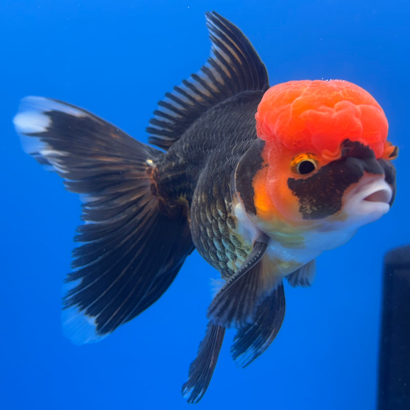 Thai Oranda Apache 3” Body Male(CK-725)R1A02