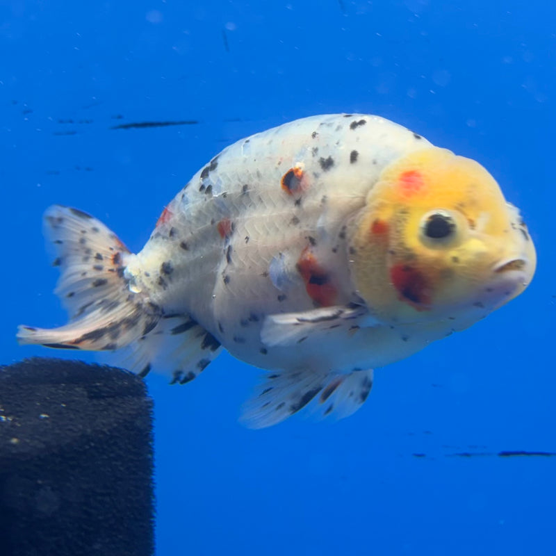Thai Ranchu Lemon Head Tri-Color Calico 3.5” Body Male(CK-951)R2C03