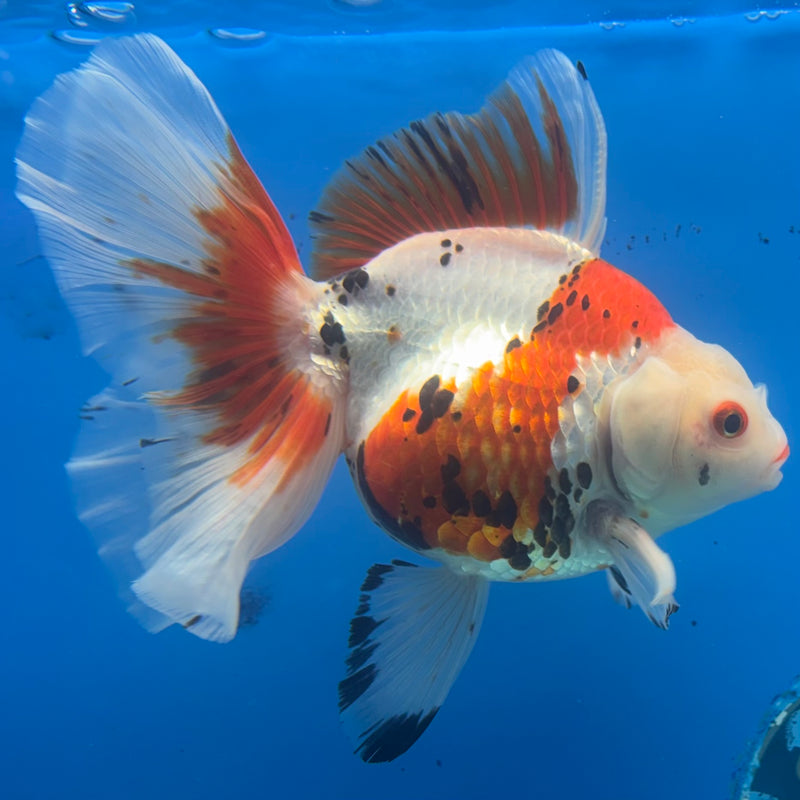 Thai Oranda Orchid Tail Tri-Color/Apache 4” Body Female(CK-1204)SHOWTANK