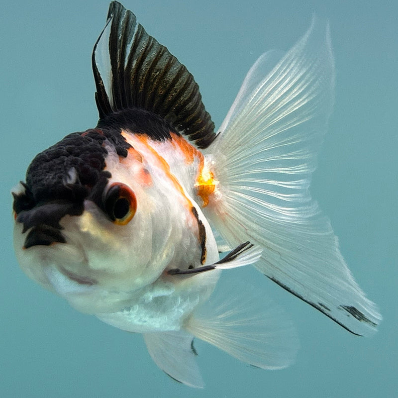 Thai Tri-Color Oranda 2“ Body Female (JCD-135)R4B12