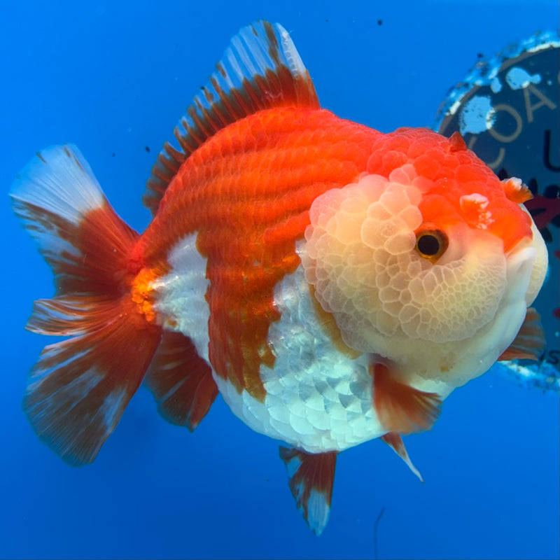 Thai Oranda Red/White 4” Body Male(CK-1447)R1BLUETUB1