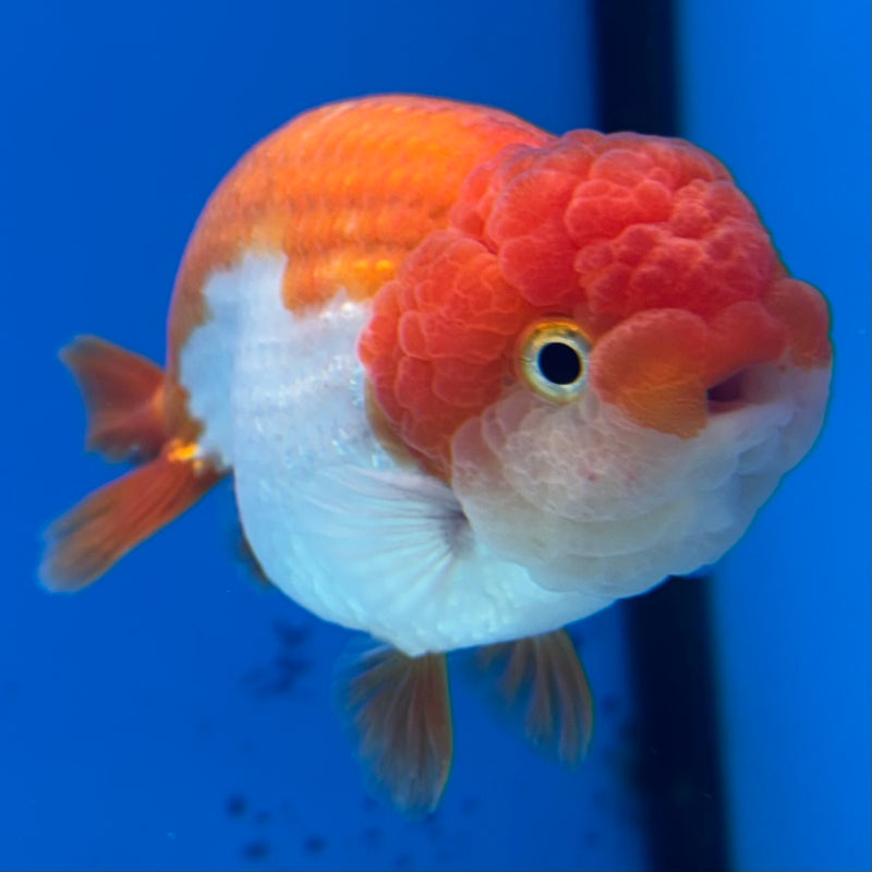 Thai Ranchu Red/White 3.5” Body Male(CK-831)R3A13