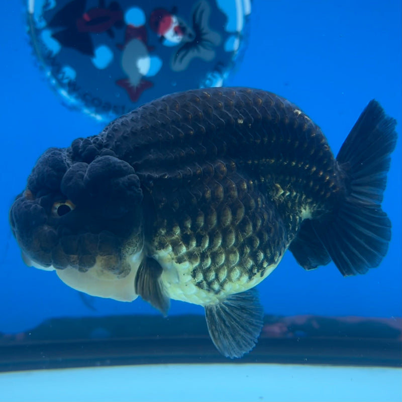 Thai Ranchu SPECIAL COLOR Apache 3.5” Body Female(CK-1135)R1A07