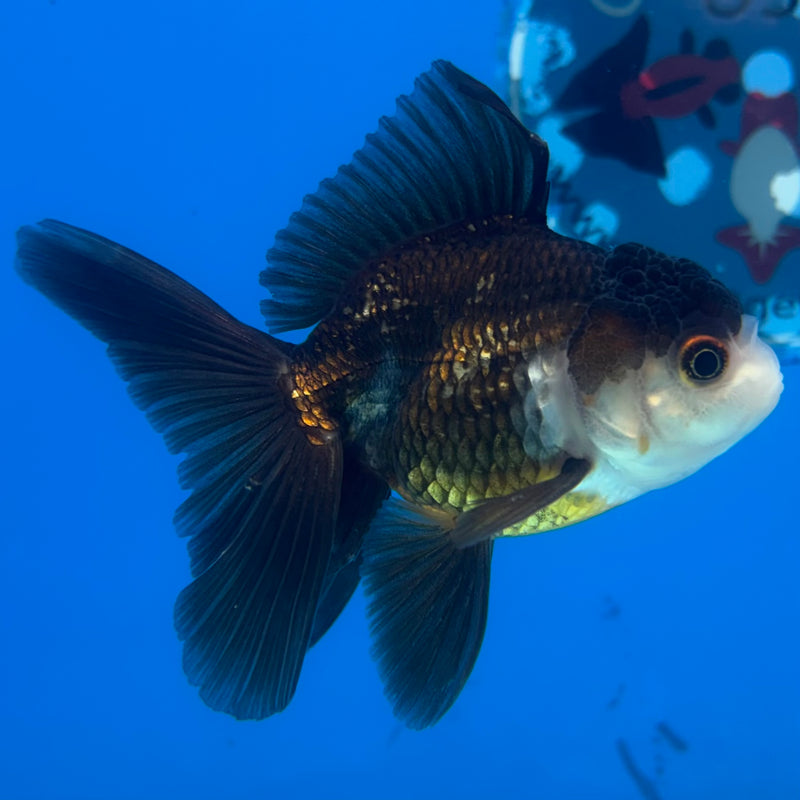 Thai Oranda Panda 2.5" Male (CK-1525)R3B13
