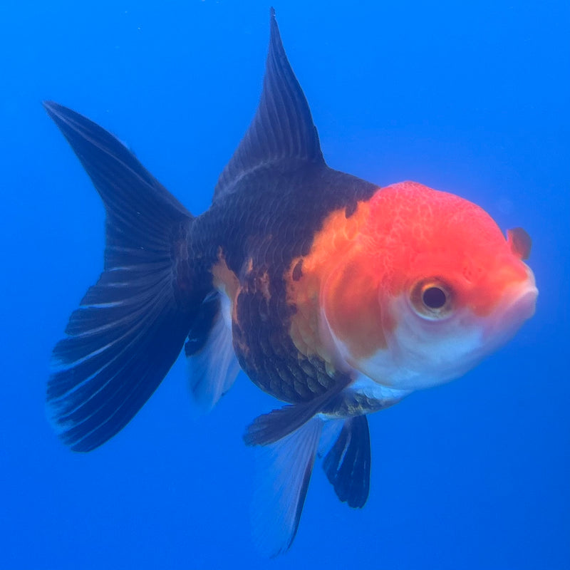 Thai Oranda Apache 2.5” Body Female(CK-1255)R3B07