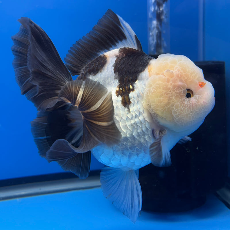 Thai Oranda AA JUMBO Panda 4” Body Female(AA-CK-1351)R1BLUETUB3