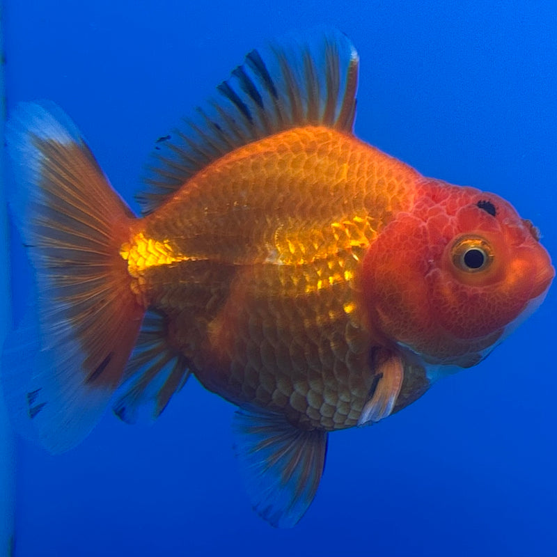 Thai Oranda Full Red Apache 3” Body Male(CK-711)R1A06
