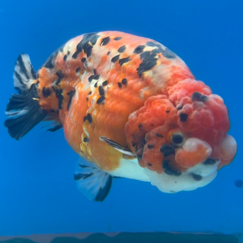 Thai Ranchu Red Calico 4.5” Body Male(CK-1211)BLUETUB1