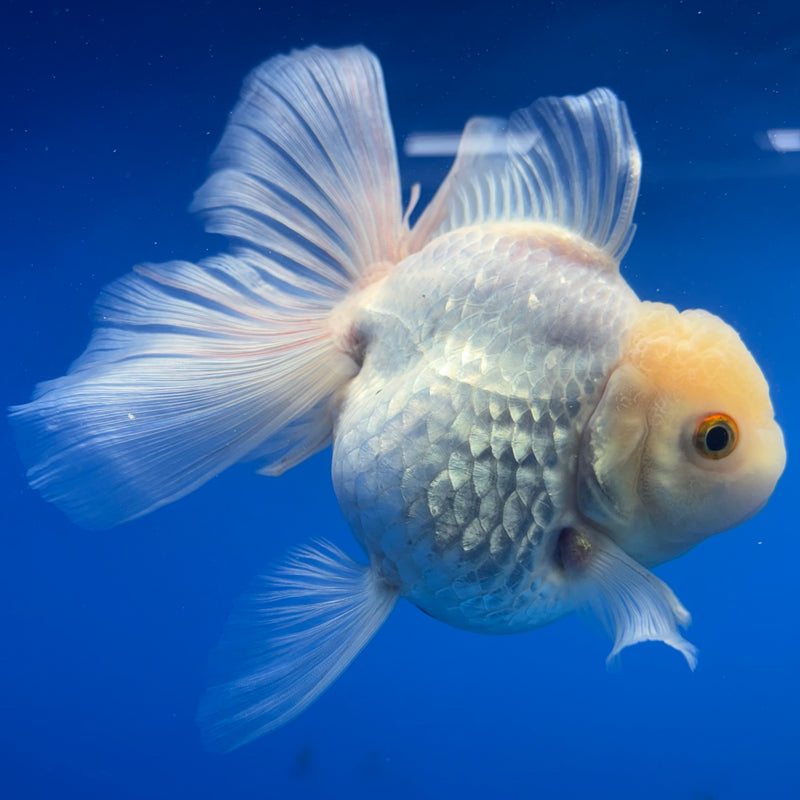 Thai Oranda All White 4” Body Female(CK-809)R1A01