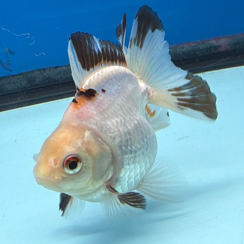 Thai Oranda Lemonhead Tri 3in Male (FEB-299)R2B06