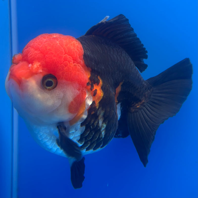 Thai Premium Oranda Yuanbao Apache 4” Body Female(CK-774)R1BlueTub4