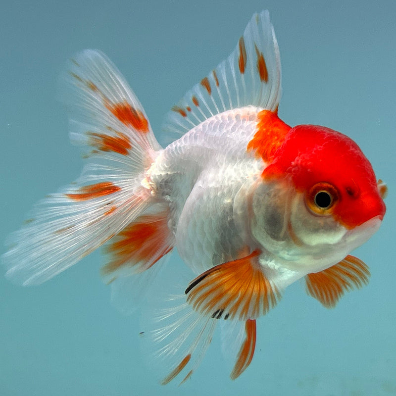 Thai Red-Cap Oranda 2“ Body Female (JCD-131)R4B11