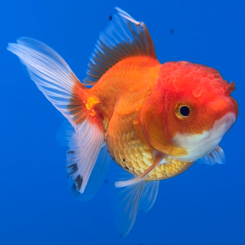Thai Oranda Button Eye Red/White 2” Body Female(CK-1276)R3B04