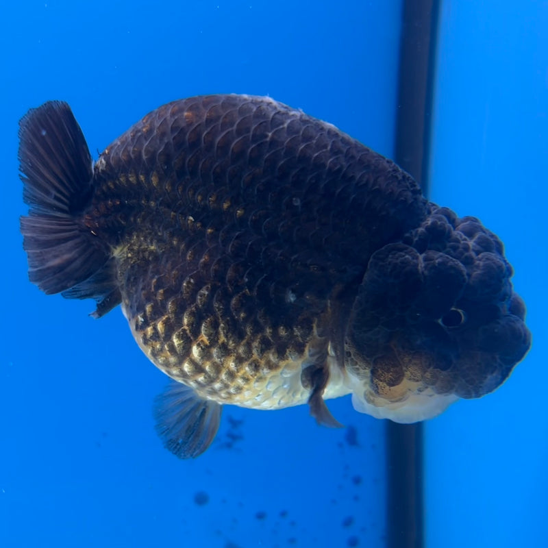 Thai Ranchu SPECIAL COLOR Apache 3.5” Body Female(CK-1114)R1A04