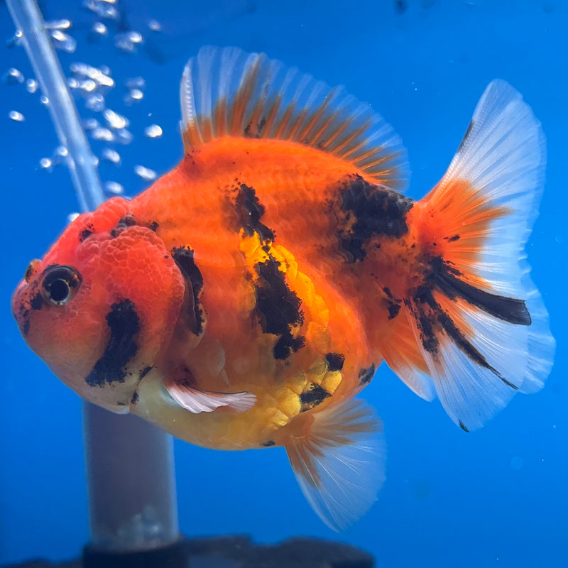Thai Oranda SHOGUN 3” Body Female(CK-1151)R3A11