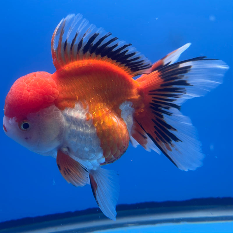 Thai Oranda Apache 3.5” Body Female(CK-794)R1B04