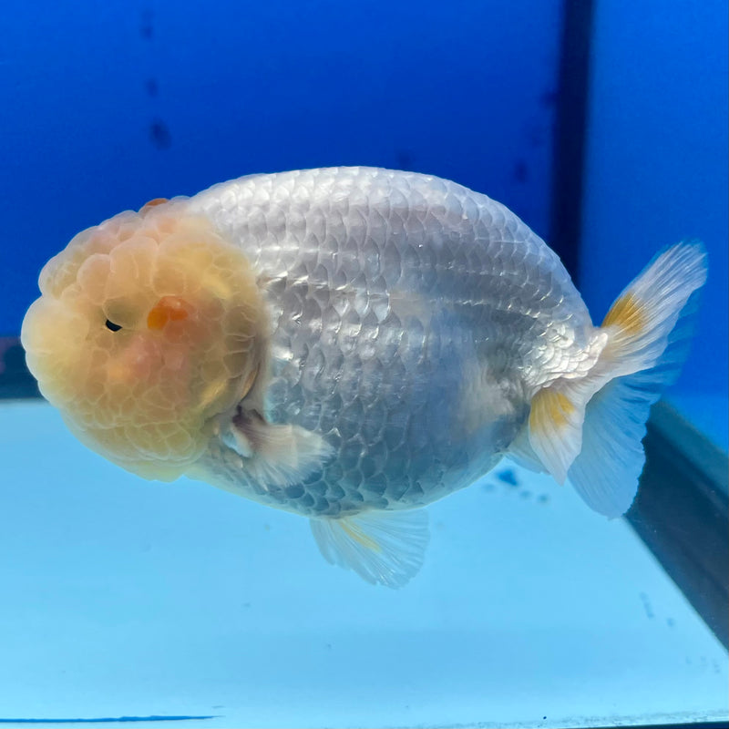 Thai Ranchu Lemon Head Red/White 3.5” Body Male(CK-1133)R1A07