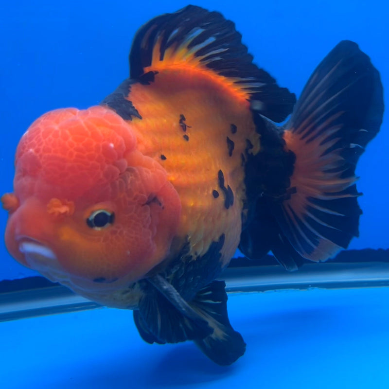 Thai Oranda JUMBO Apache 6” Body Male(CRP-CK-647)R1BLUETUB2