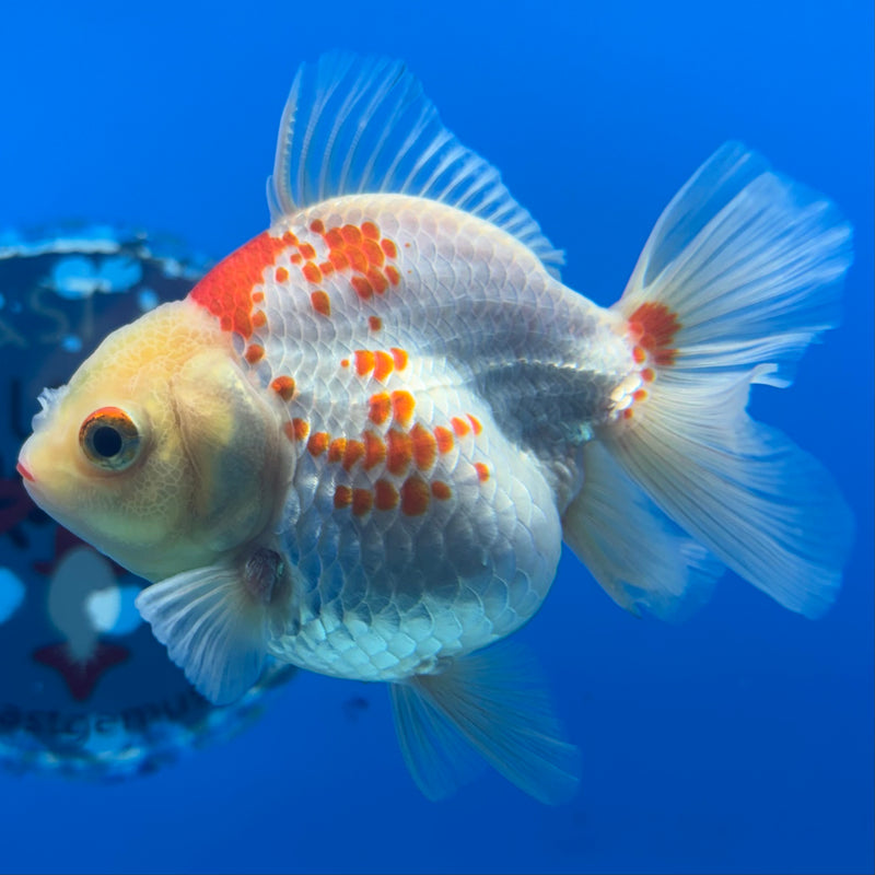 Thai Oranda Lemon Head Red/White 2.5” Body Female(CK-852)R3B18