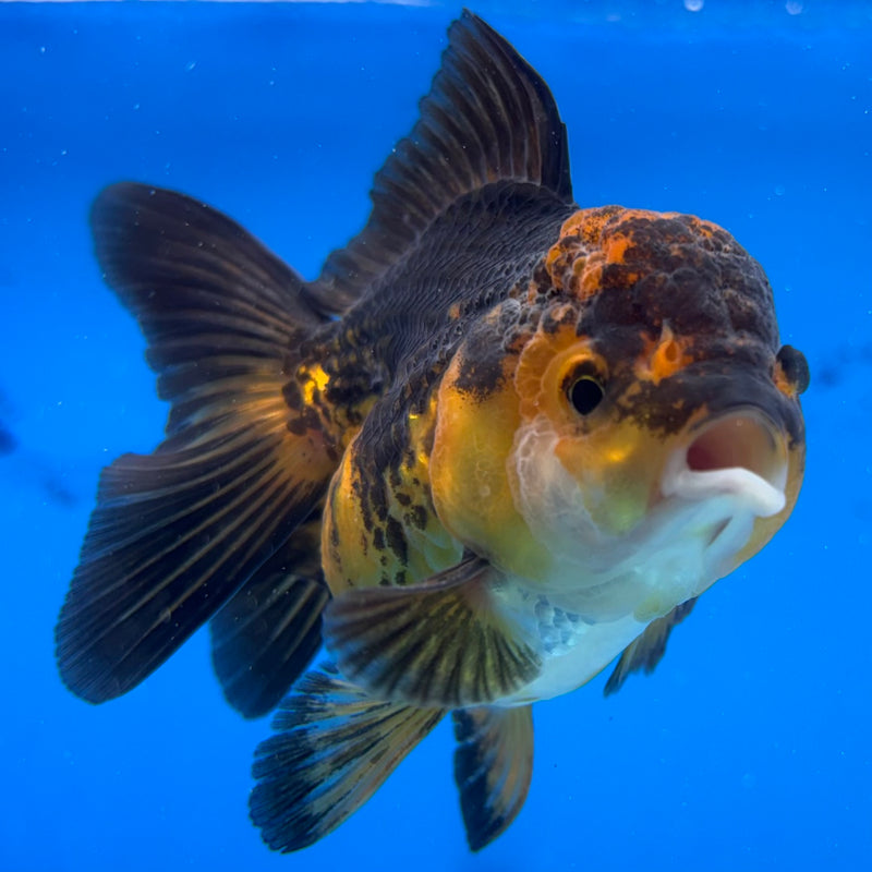 Thai Oranda Apache 2.5" Female(CK-1550)R3A16