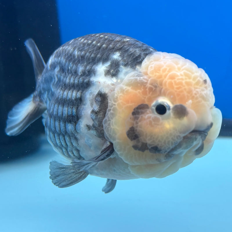 Thai Ranchu Dark Calico 3.5" Body Male(CK-898)R1A10