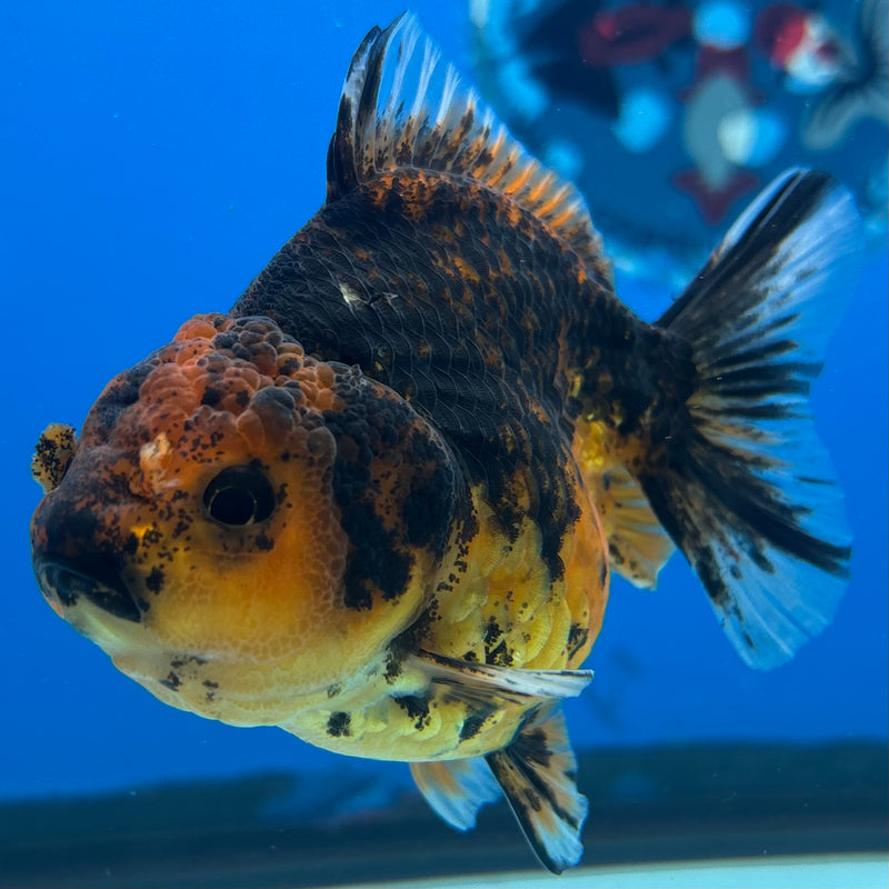 Thai Oranda SHOGUN 3” Body Female(CK-1153)R3A10