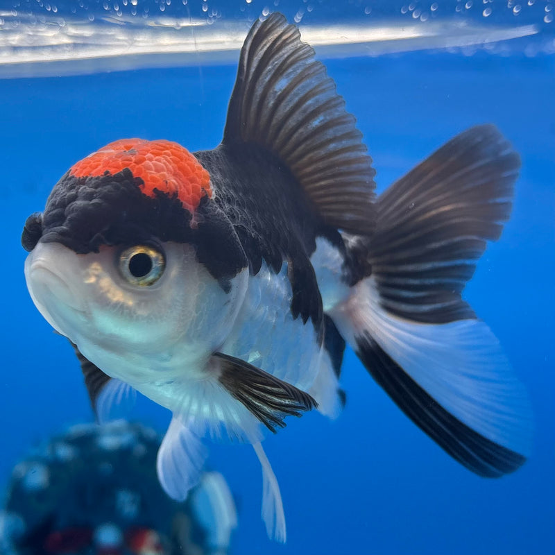 Thai Oranda Tri-Color 3” Body Female(CK-977)R3B09
