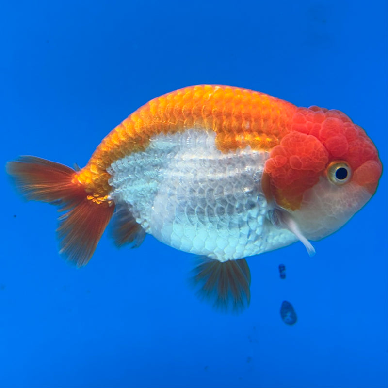 Thai Ranchu Red/White 3.5” Body Male(CK-831)R3A13