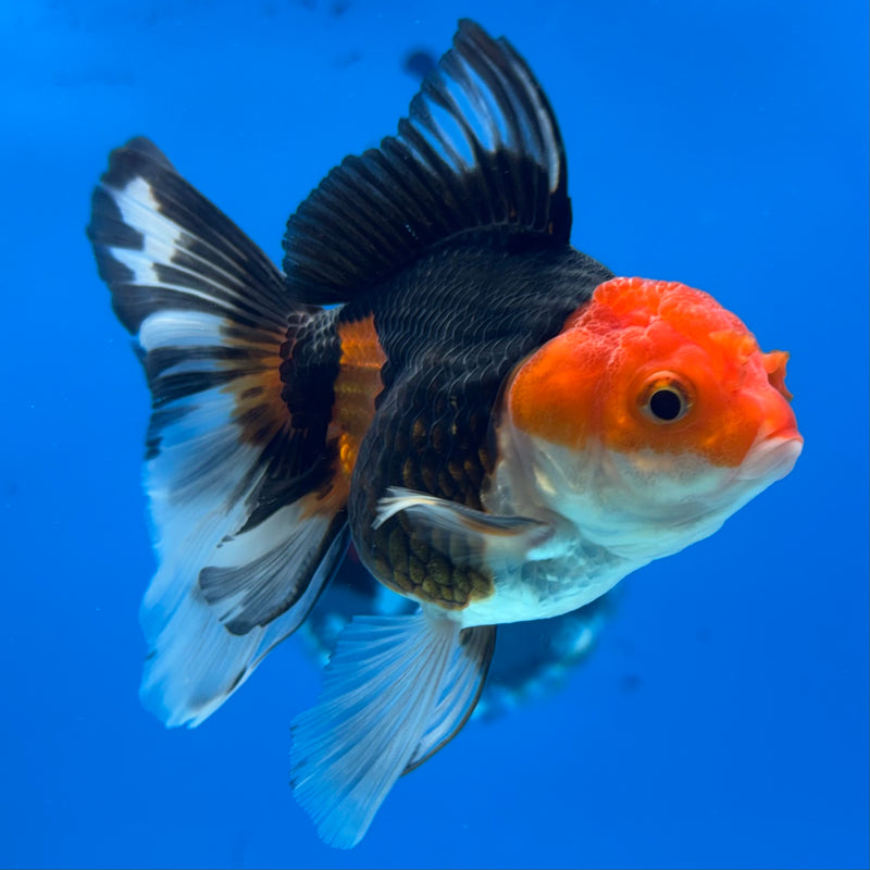 Thai Oranda Apache 3” Body Male(CK-1402)R1B09