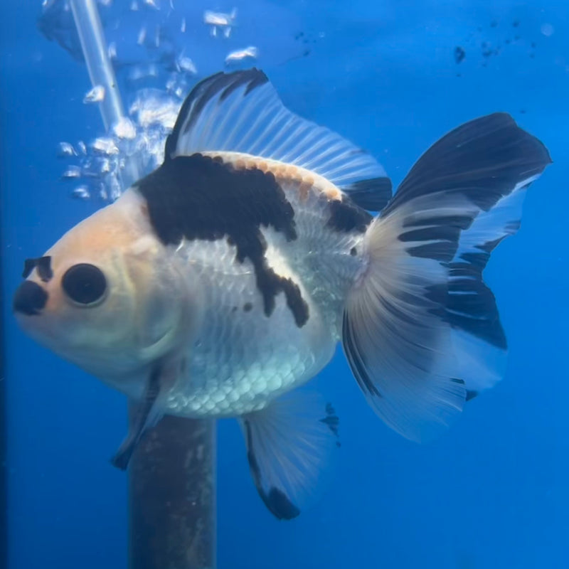 Thai Oranda Panda 3” Body Male(CK-1414)R3A12