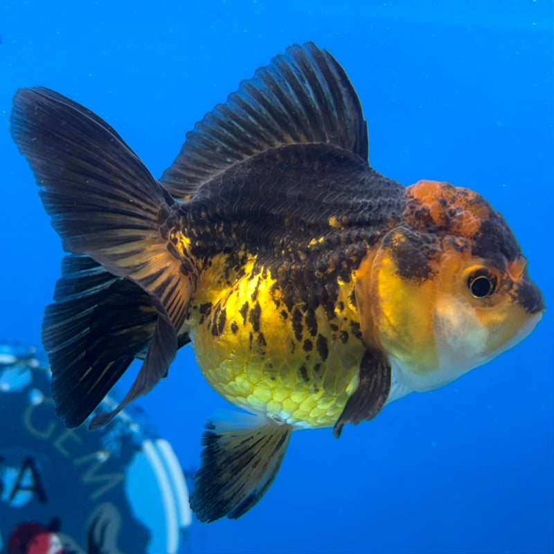 Thai Oranda Apache 2.5" Female(CK-1550)R3A16