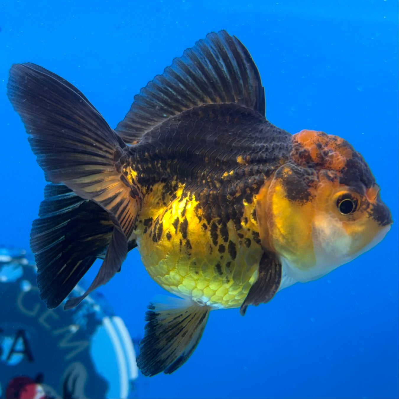 Small Goldfish - What you See is What You Get
