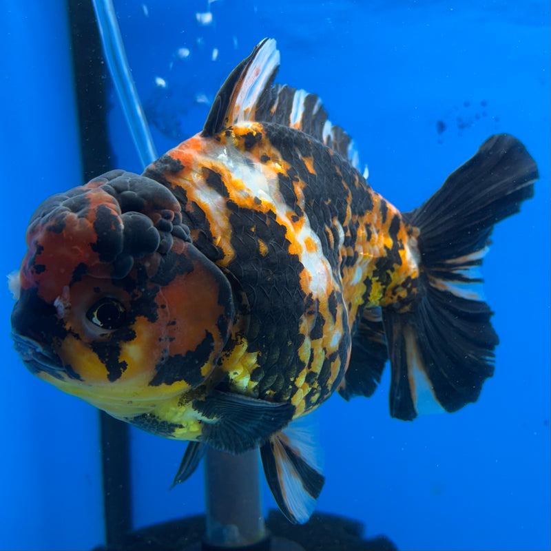 Thai Oranda Tri-Color Calico Tiger 5” Body Male(NKT-CK-1028)SHOWTANK2