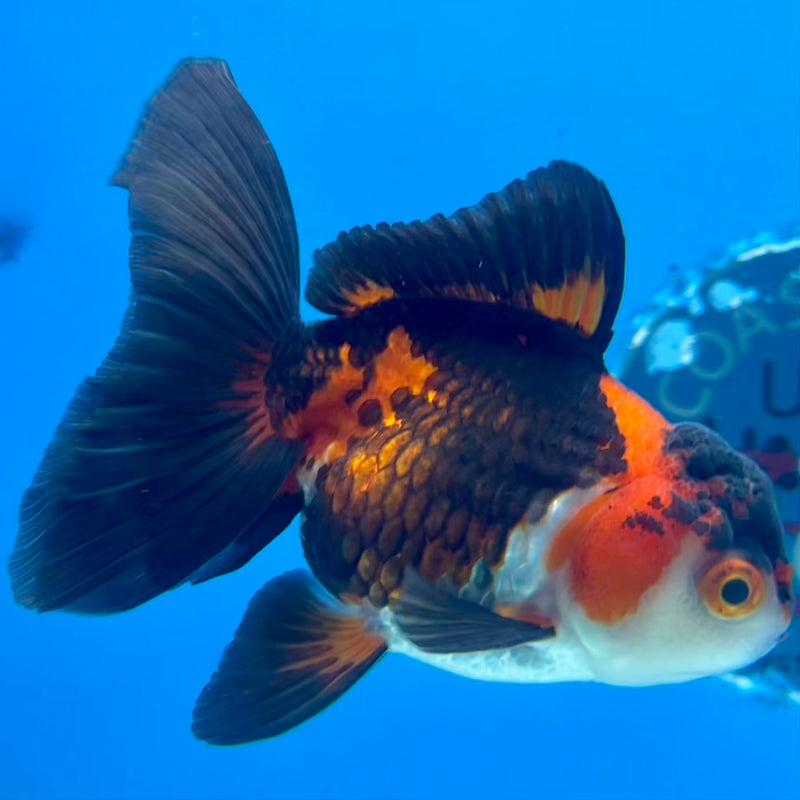 Thai Oranda Apache 3.00” Body Female(CK-1119)R3A16