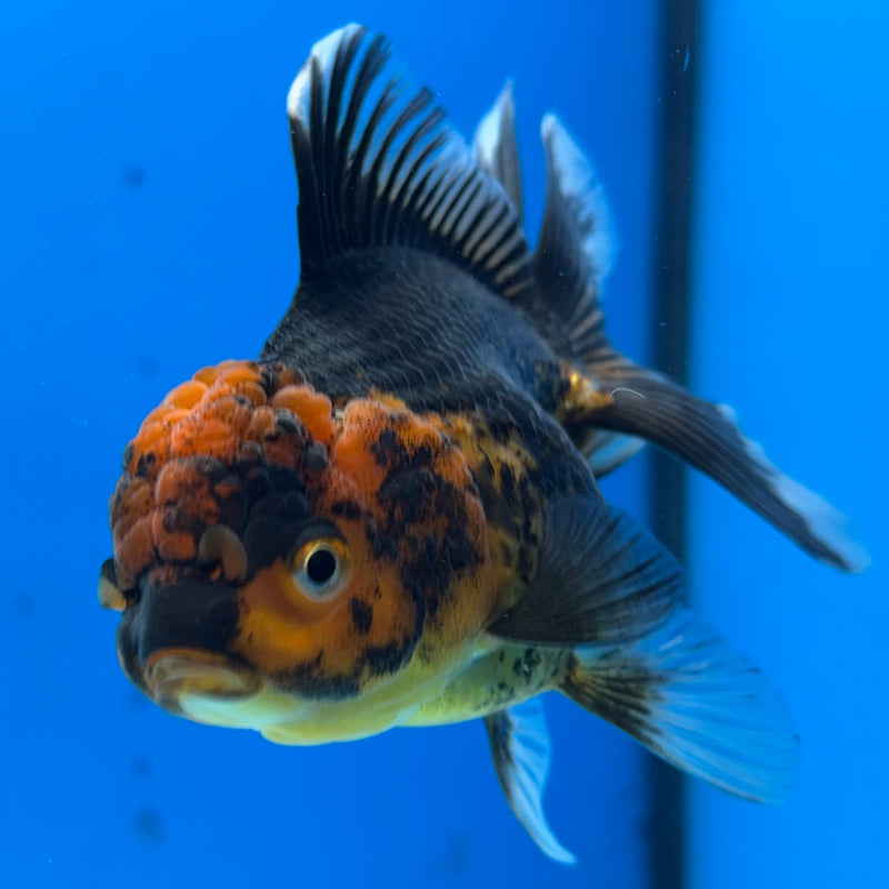 Thai Oranda Apache 3” Body Female(CK-983)R3B08