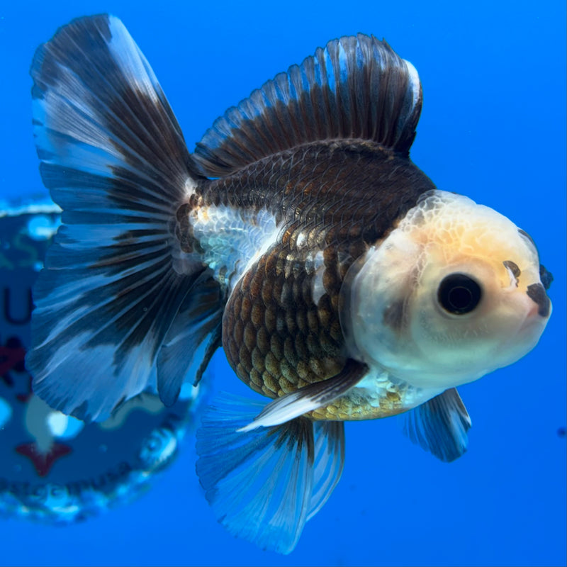 Thai Oranda Panda 2.5” Body Male(CK-854)R3B17