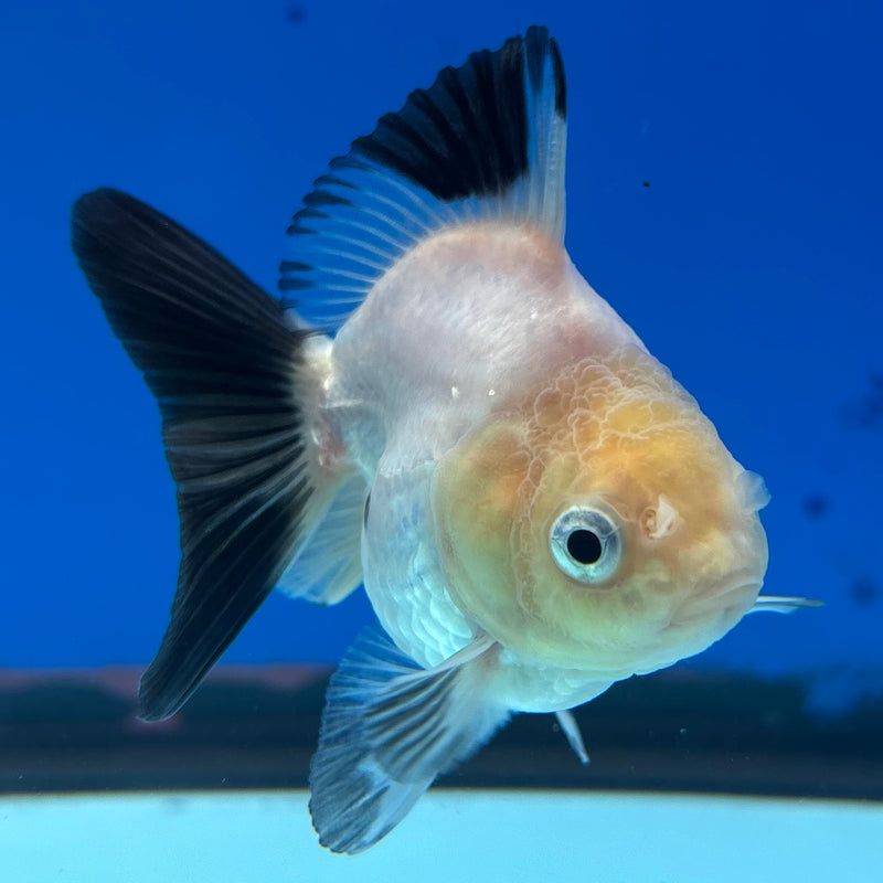 Thai Oranda NOK Lemon Head Panda 2.5” Body Female(NOK-CK-1174)R3B18