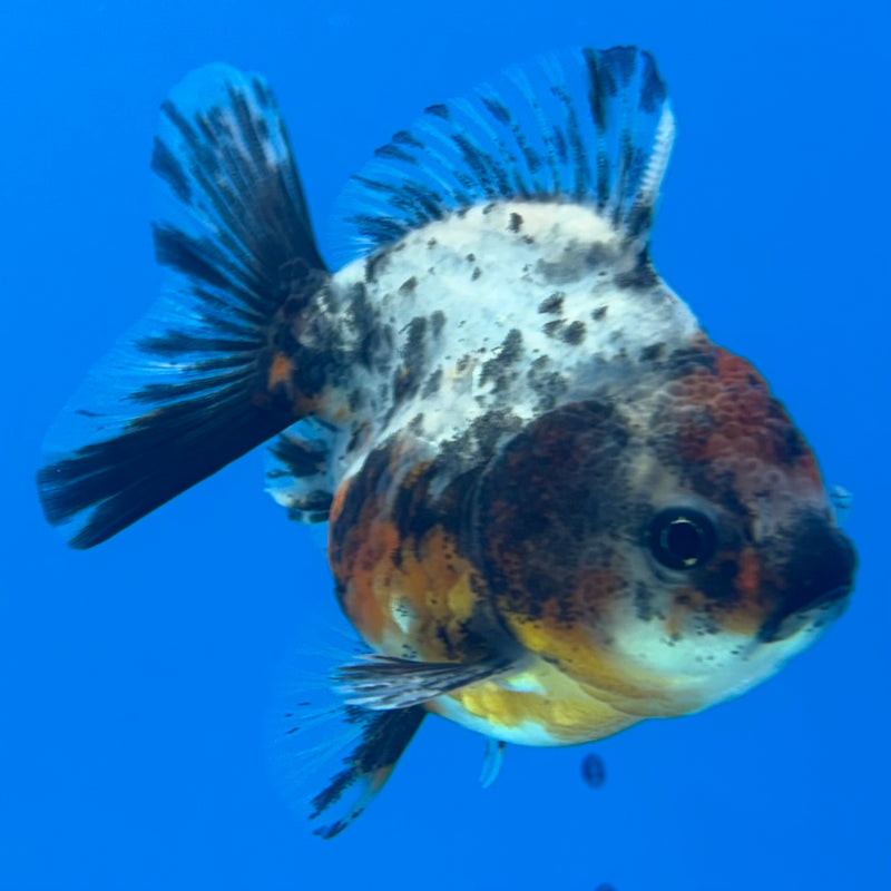 Thai Oranda SHOGUN 2.5” Body Female(CK-1147)R3A12
