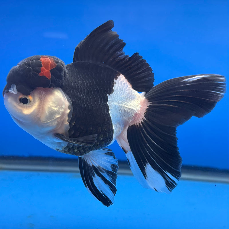Thai Oranda JUMBO Panda 4” Body Male(CK-1372)R1B12