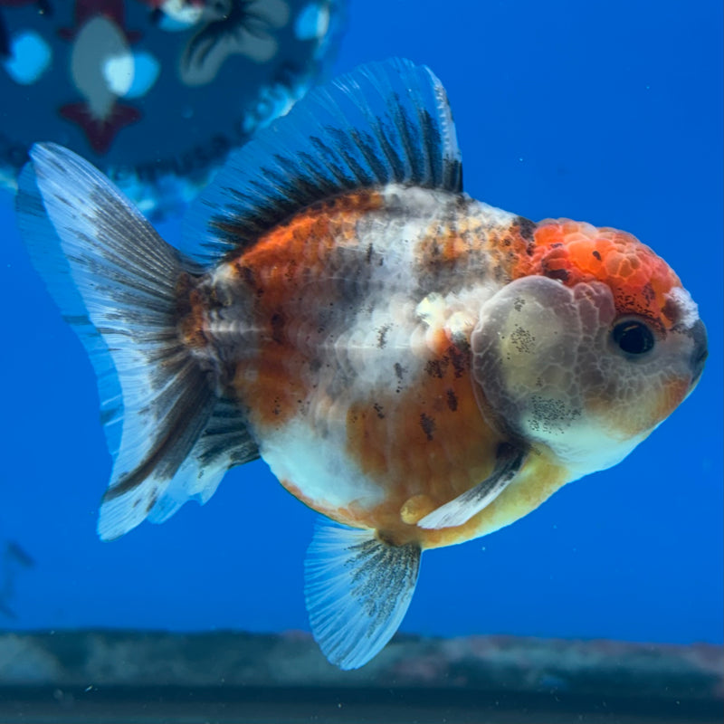 Thai Oranda SHOGUN 2.5” Body Male(CK-1019)R3B13
