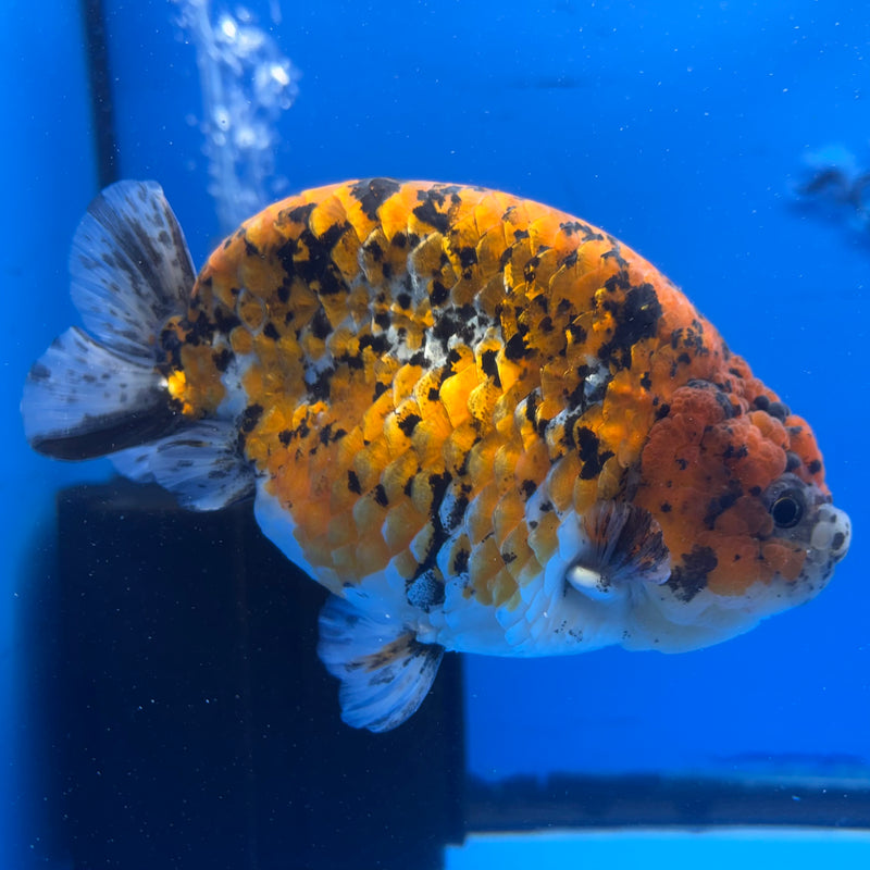 Thai Super Jumbo Calico Ranchu 6” Body Male(CK-CRP-JO1136)
