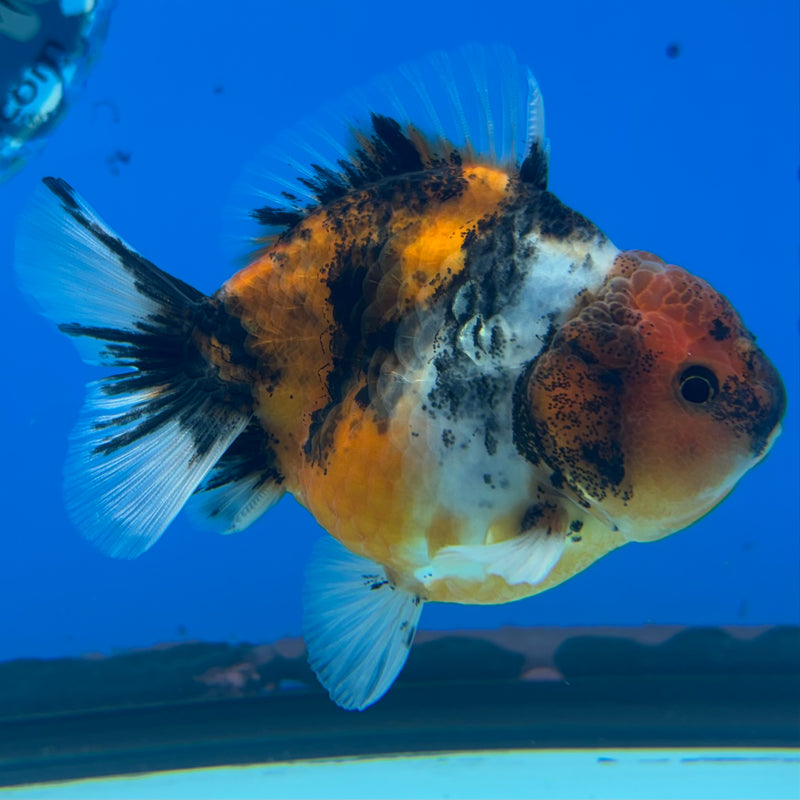 Thai Oranda SHOGUN 3” Body Male(CK-1150)R3A11