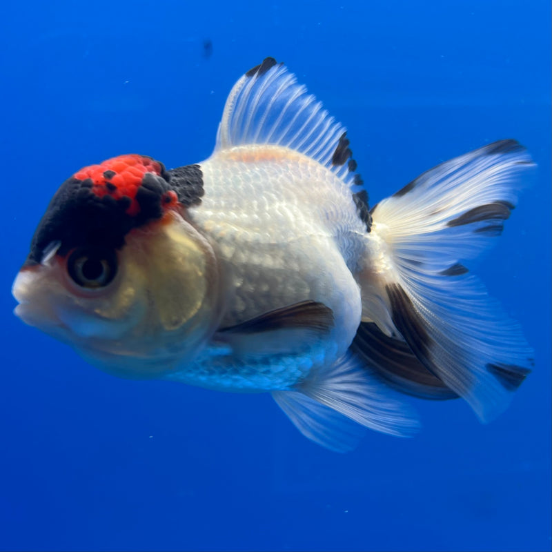 Thai Oranda Tri-Color 2.5” Body Female(CK-780)R3A15