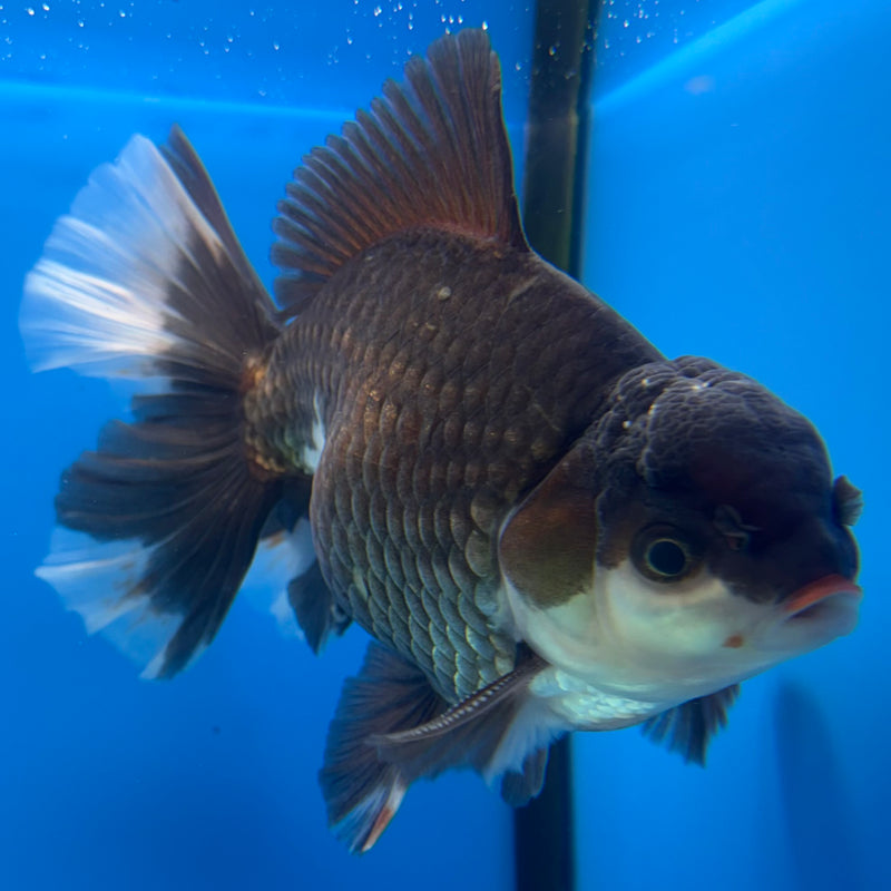 Thai Oranda Panda 4.5” Body Male(BIN-CK-1064)SHOWTANK2